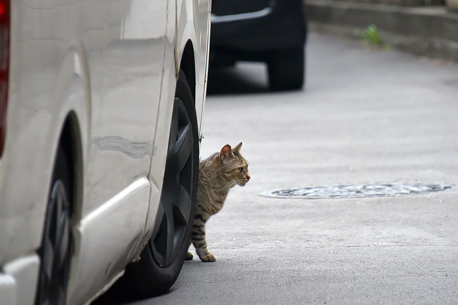 街のねこたち