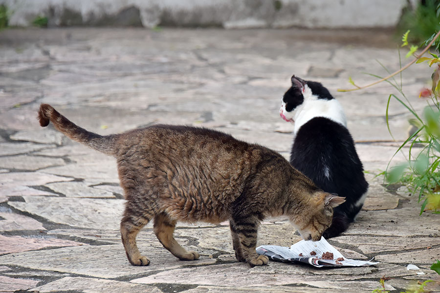 街のねこたち