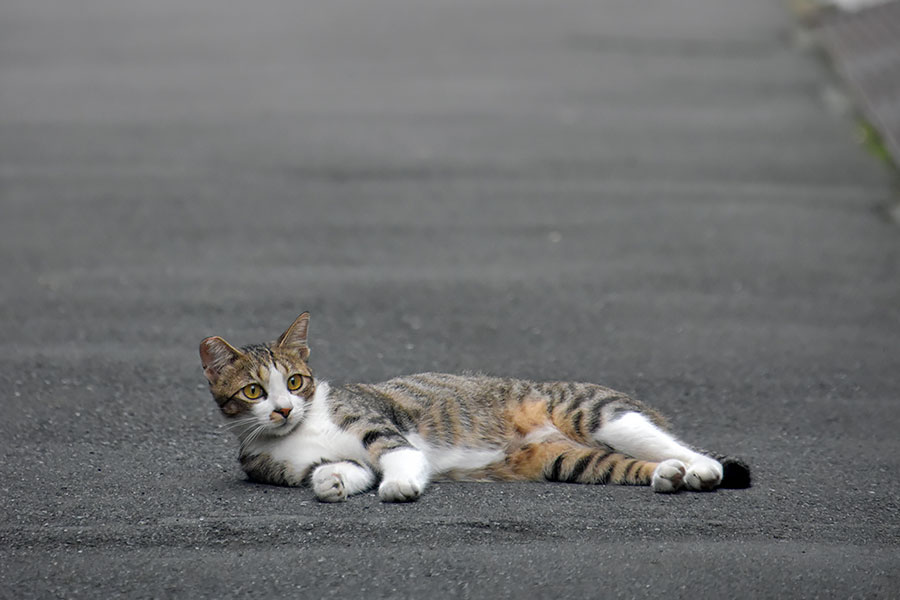 街のねこたち