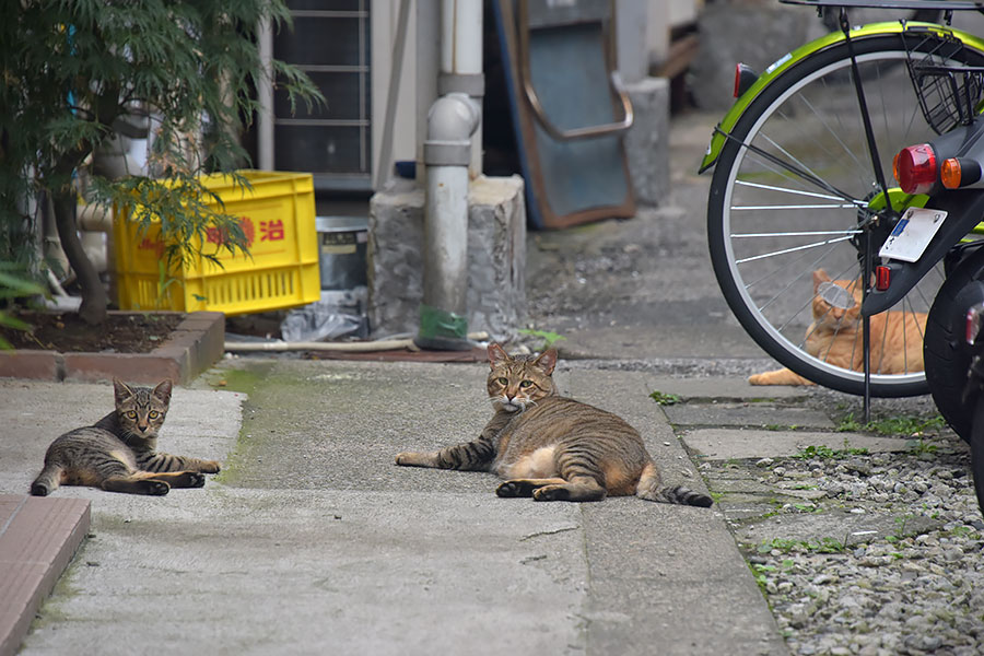 街のねこたち