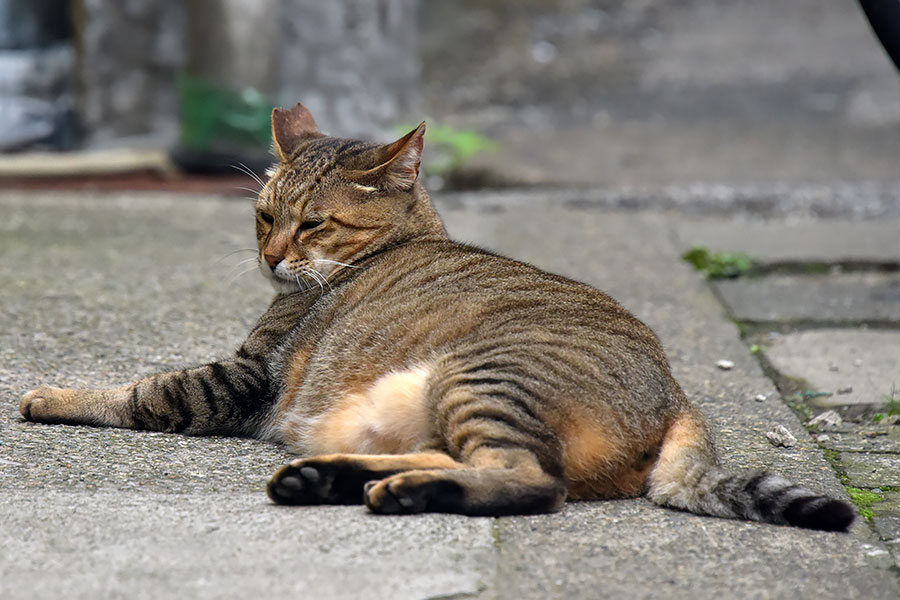 街のねこたち