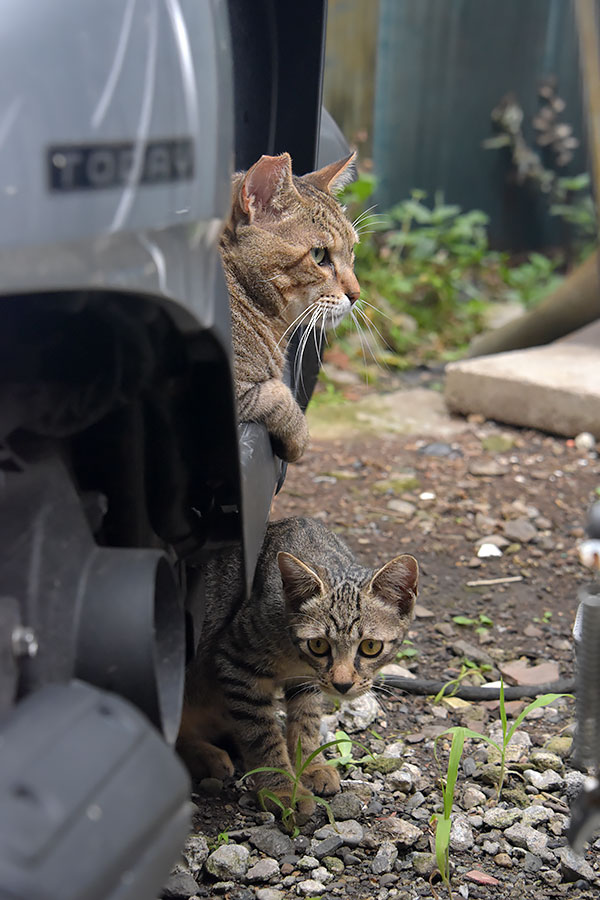 街のねこたち