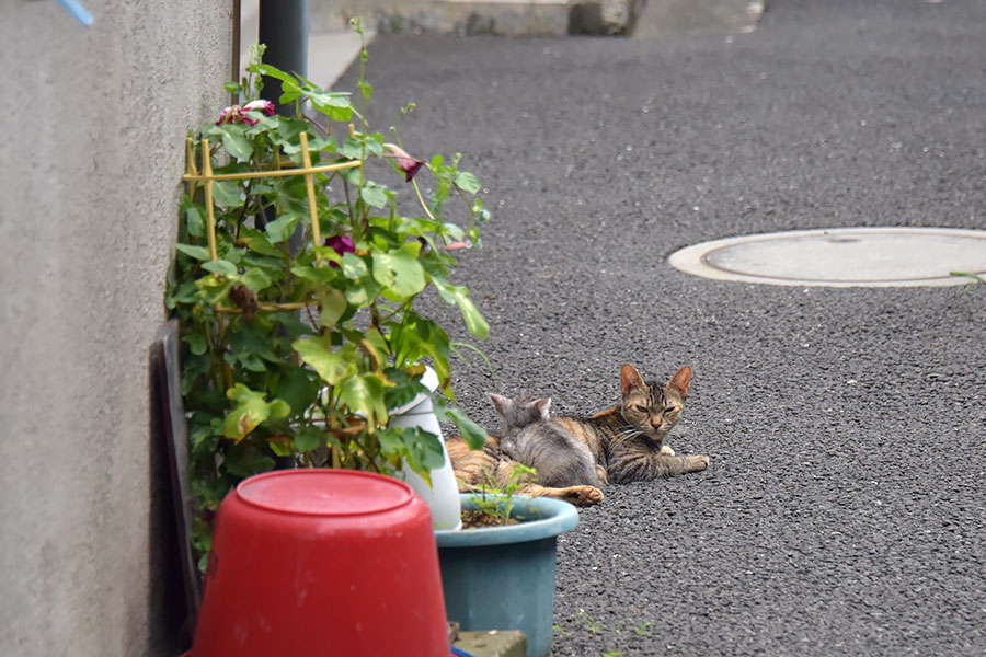 街のねこたち