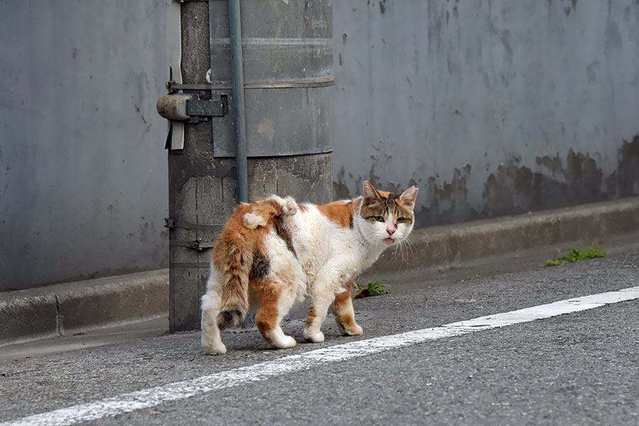 街のねこたち