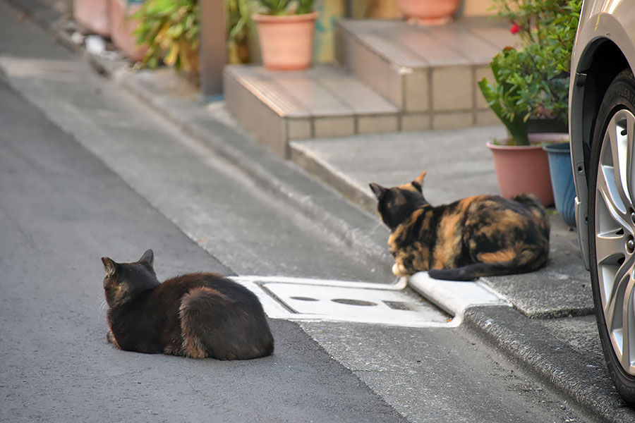 街のねこたち