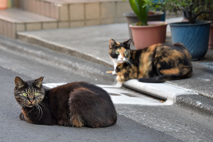 街のねこたち