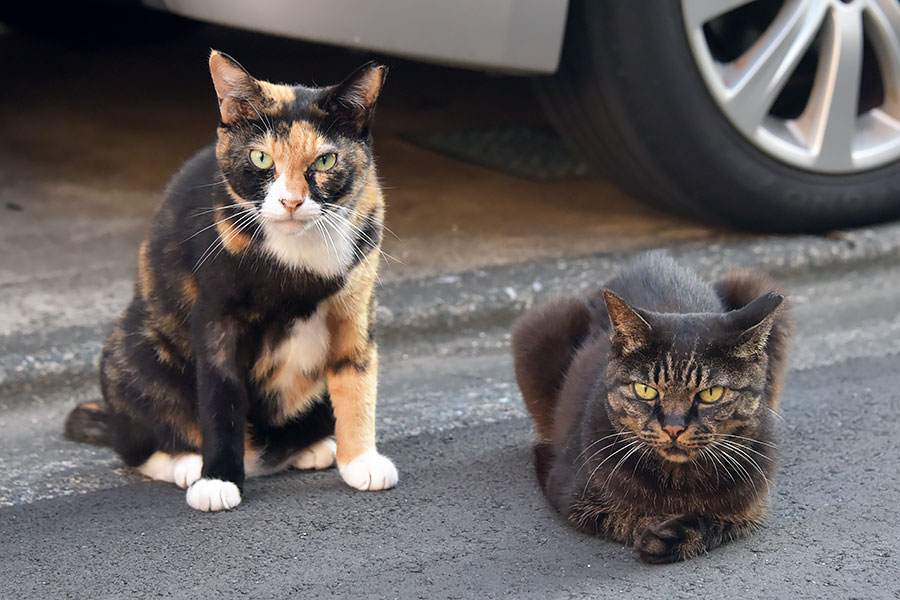 街のねこたち