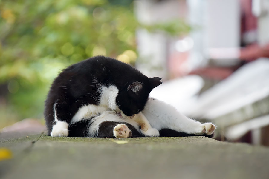 街のねこたち