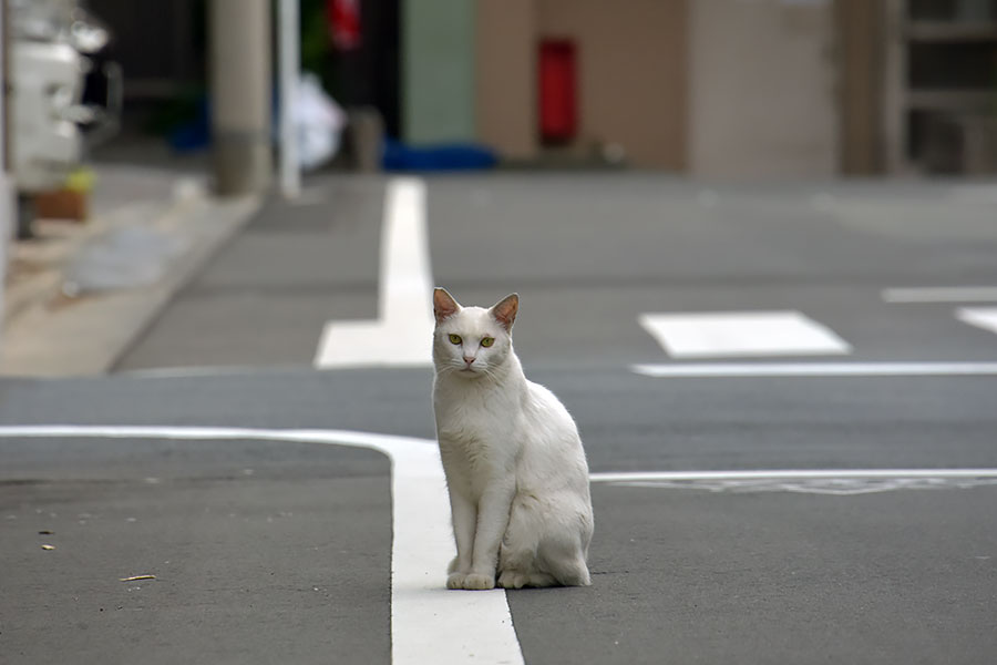 街のねこたち