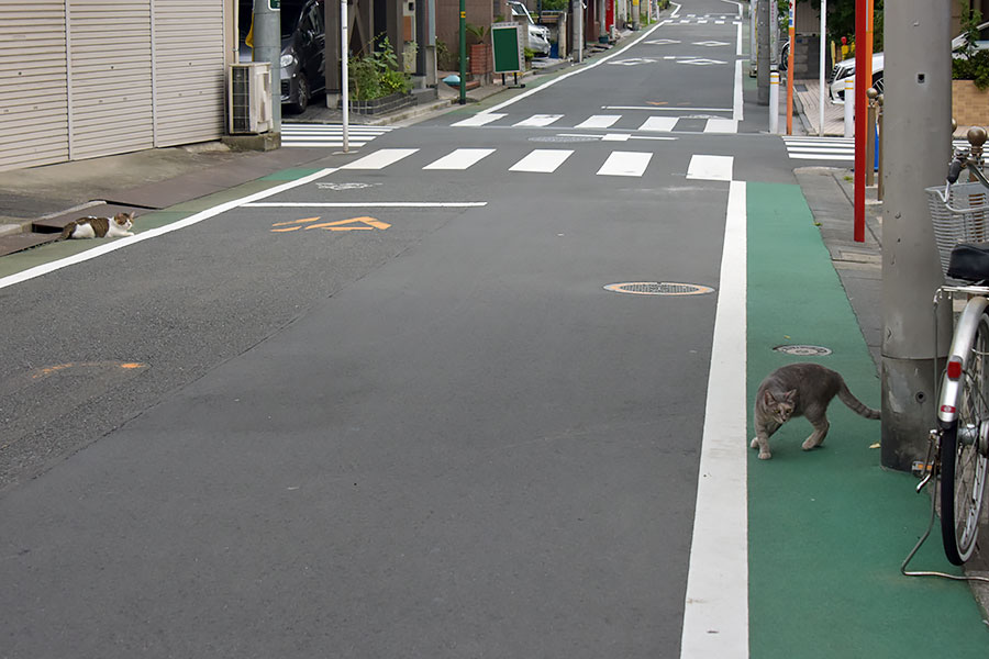 街のねこたち