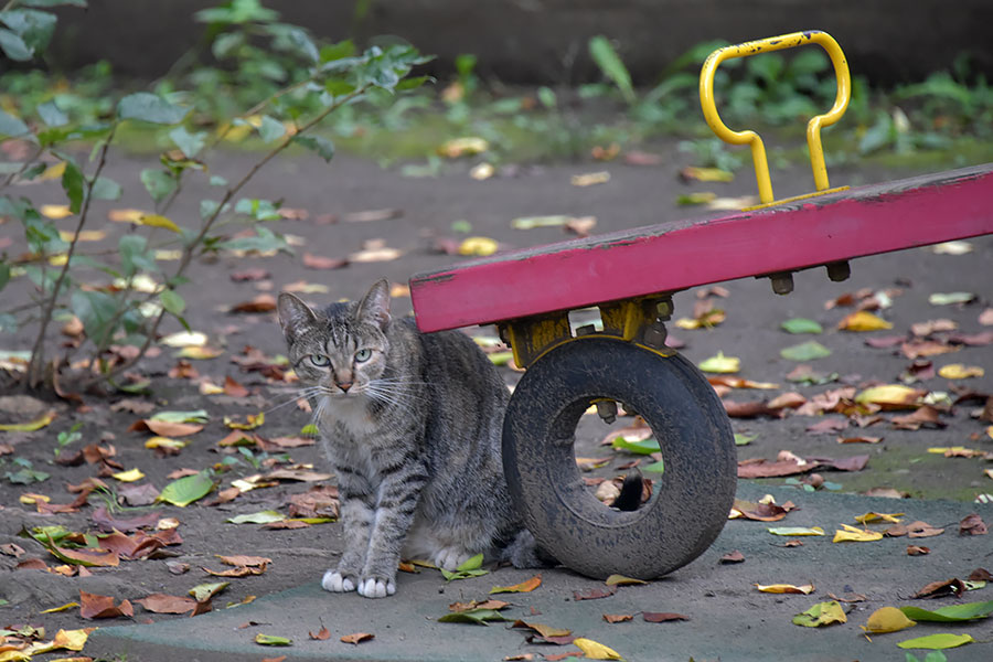 街のねこたち