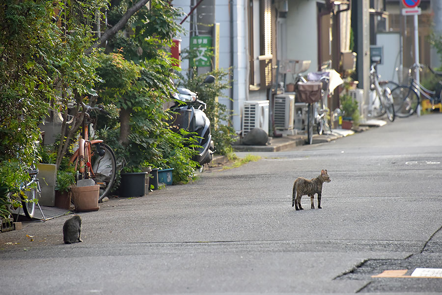 街のねこたち