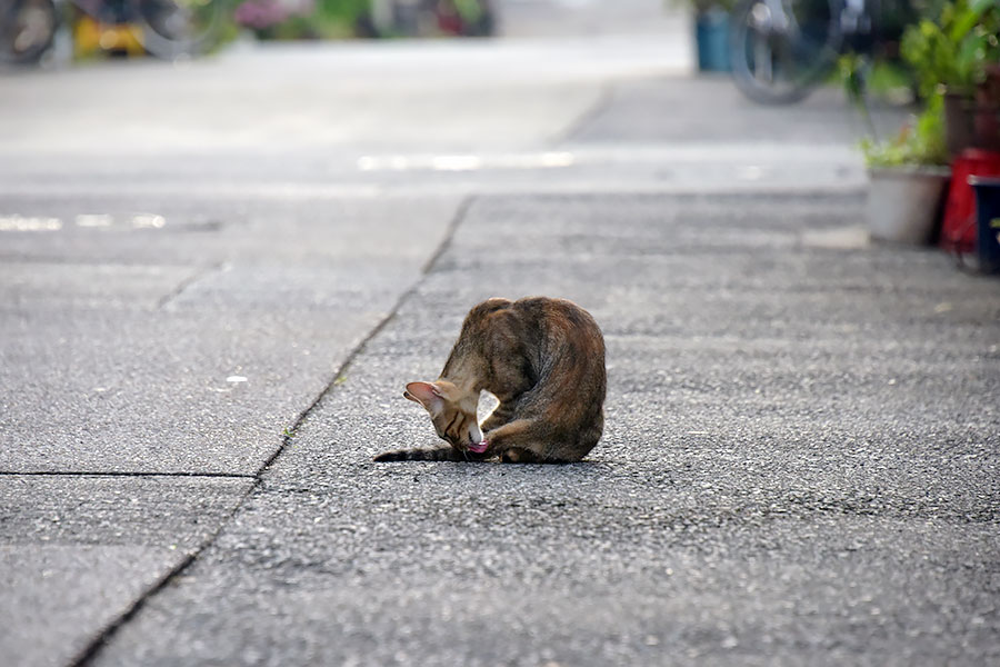 街のねこたち