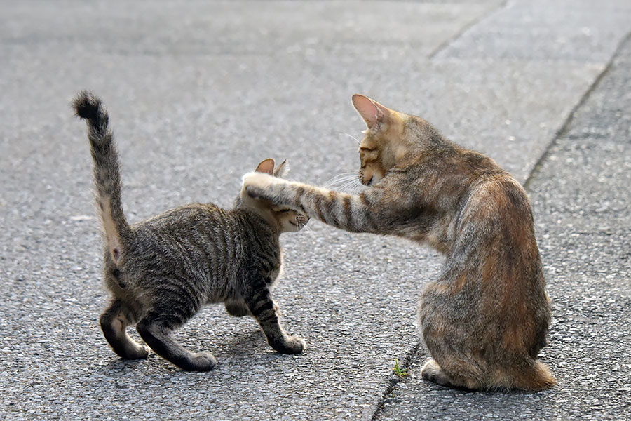 街のねこたち