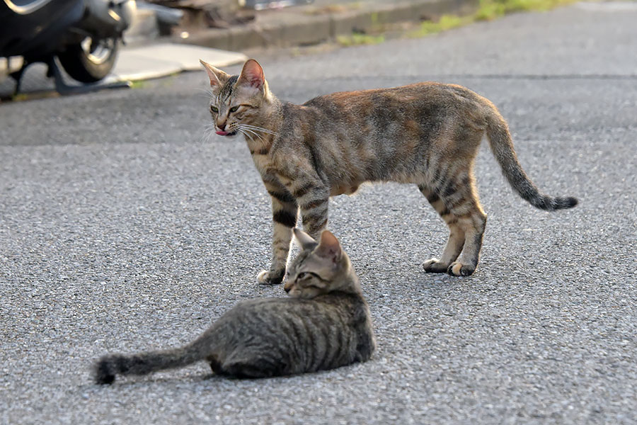 街のねこたち