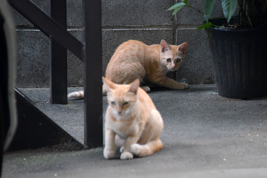 街のねこたち