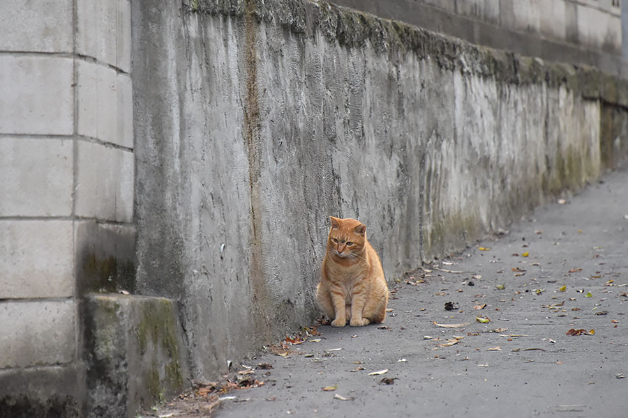 街のねこたち