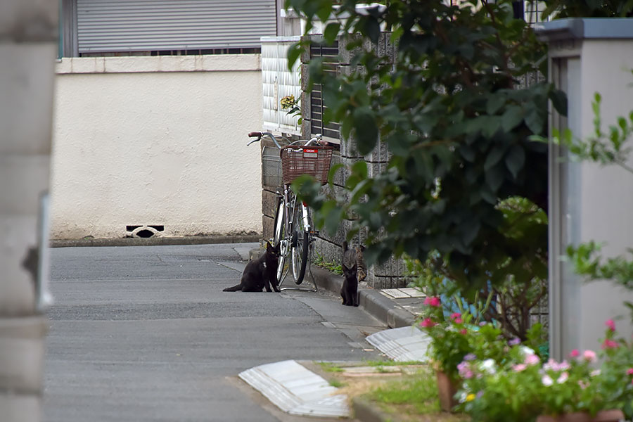 街のねこたち