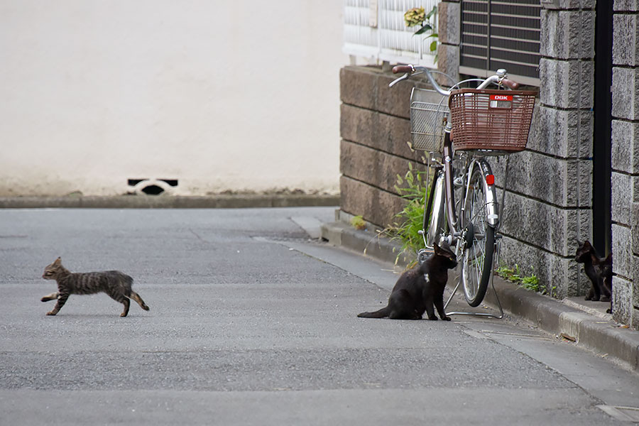 街のねこたち