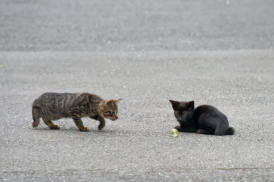 街のねこたち