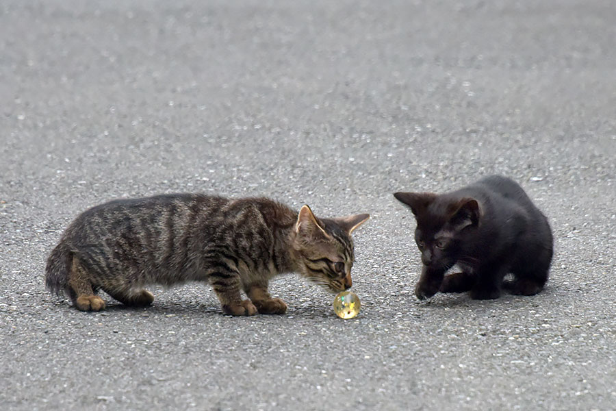 街のねこたち