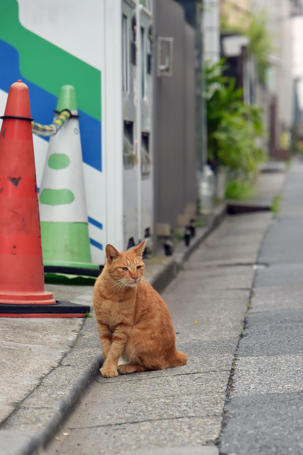 街のねこたち