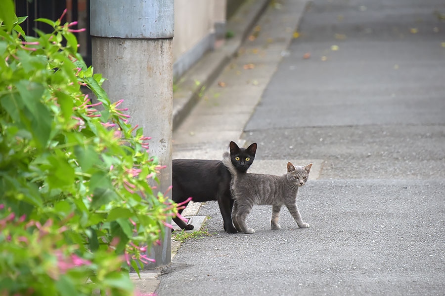 街のねこたち