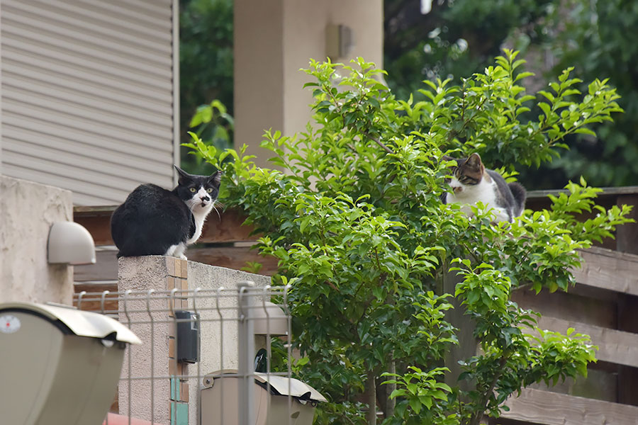 街のねこたち