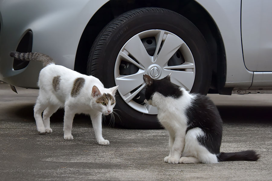 街のねこたち