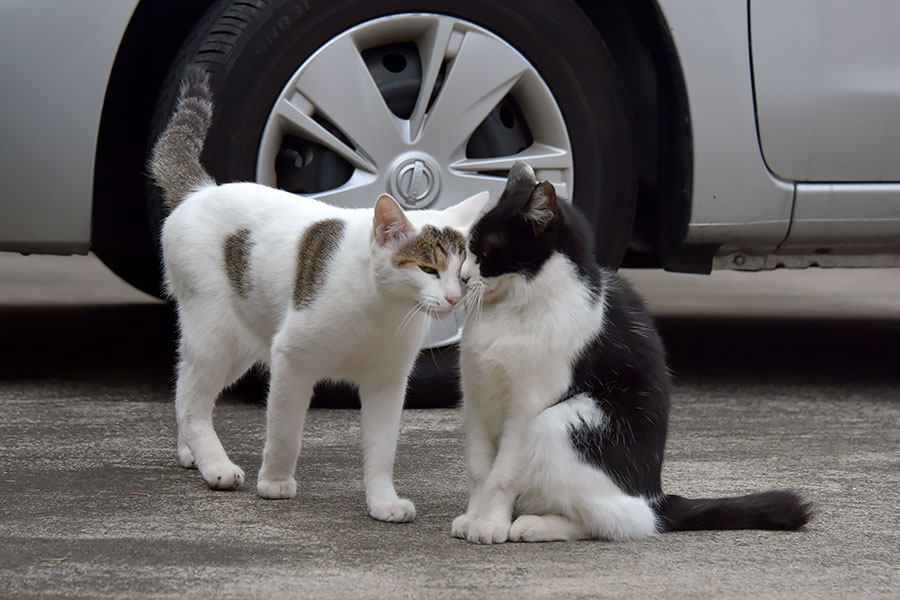 街のねこたち