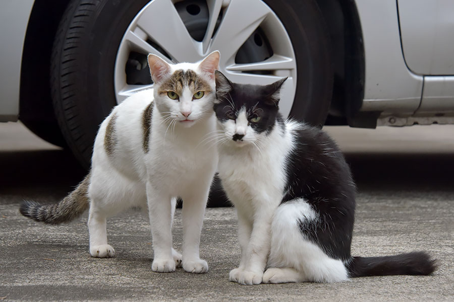 街のねこたち