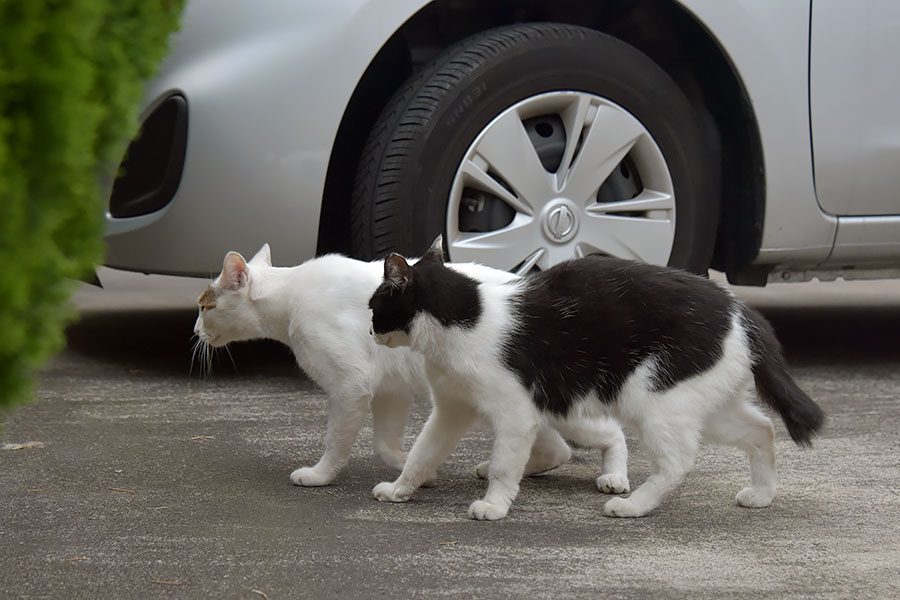 街のねこたち