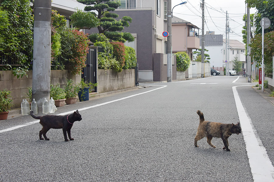 街のねこたち