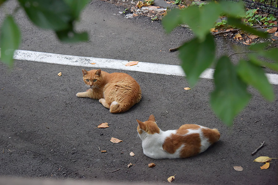 街のねこたち