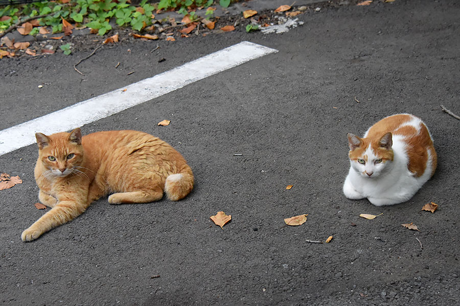 街のねこたち