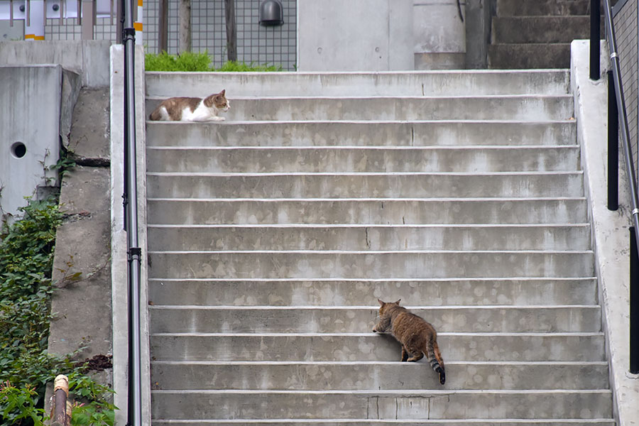 街のねこたち