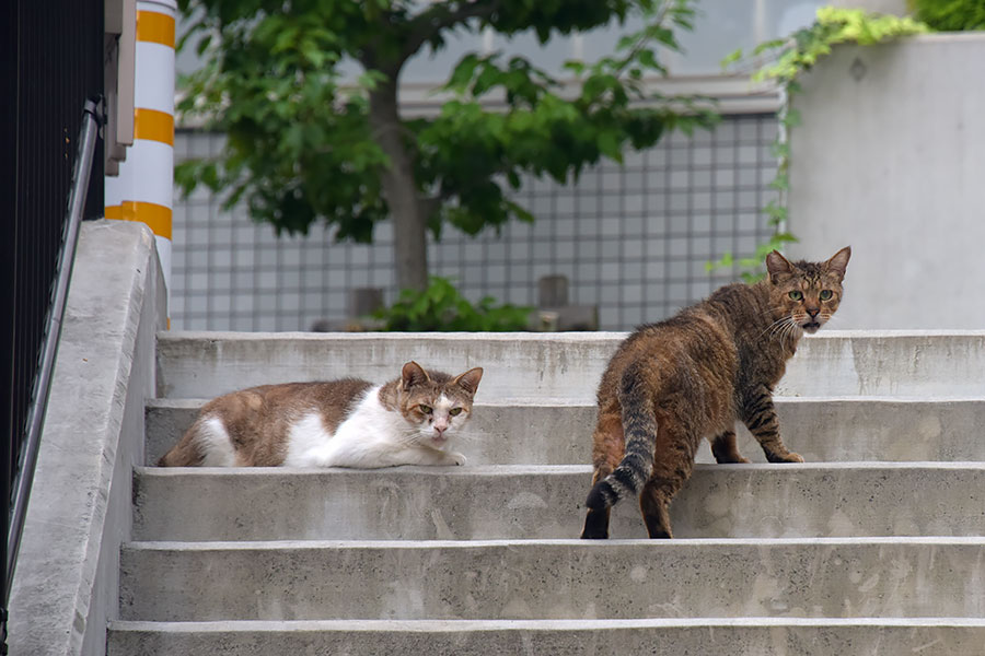 街のねこたち