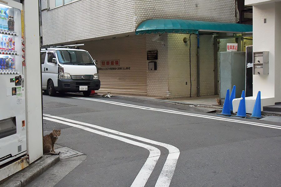 街のねこたち