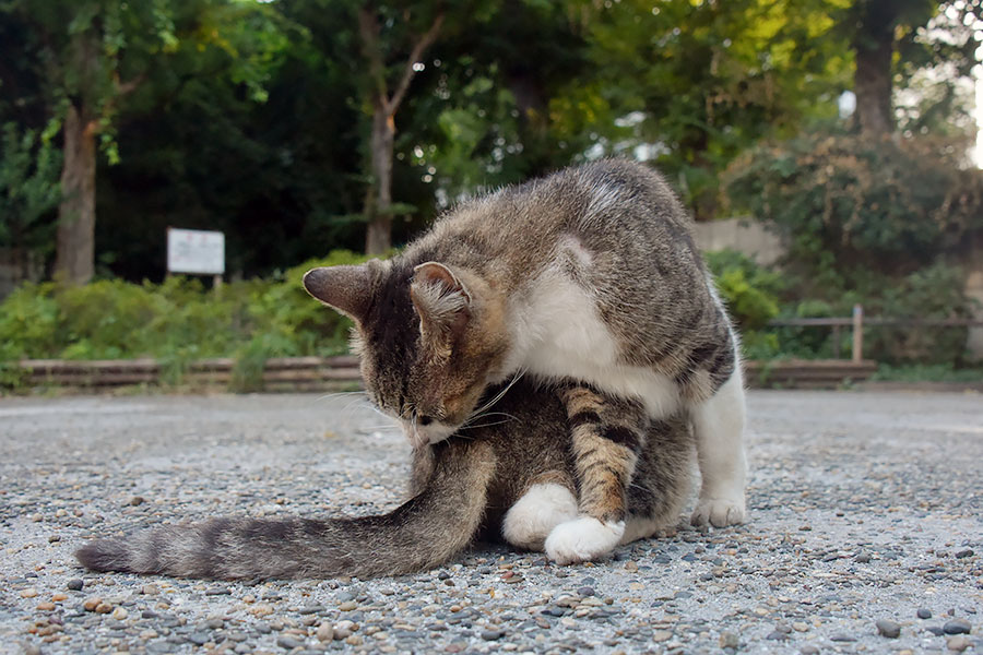 街のねこたち