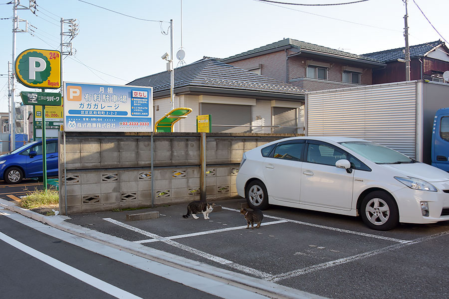 街のねこたち