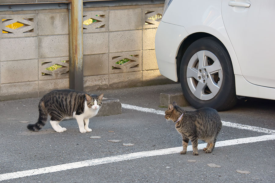 街のねこたち