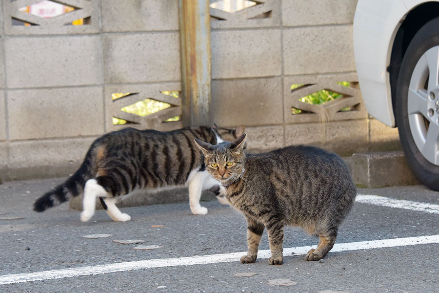 街のねこたち