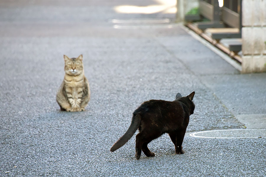 街のねこたち