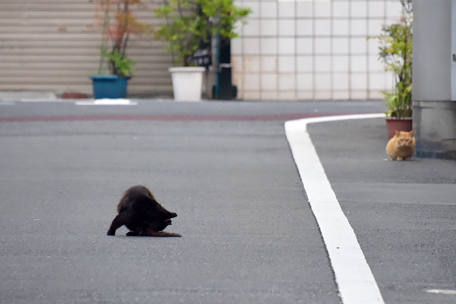 街のねこたち