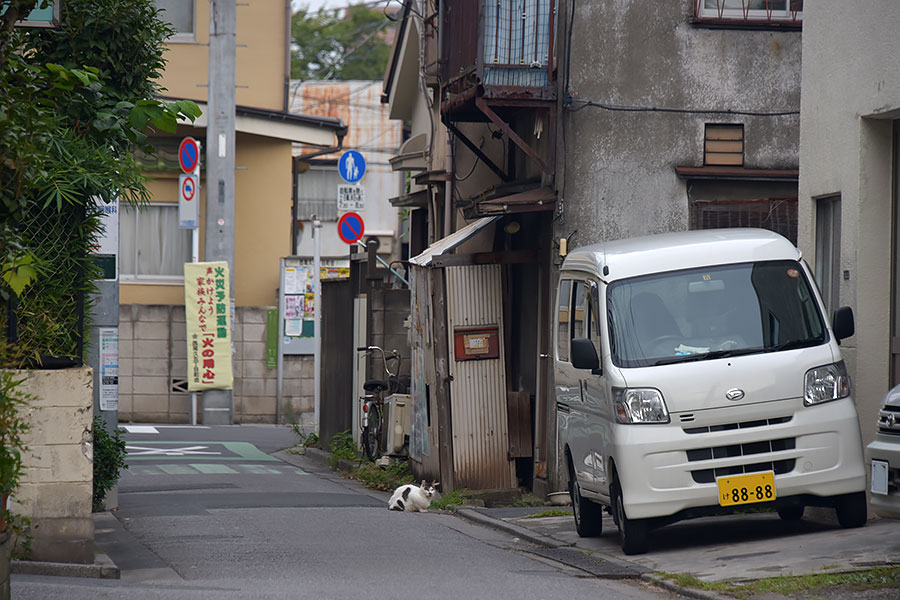 街のねこたち