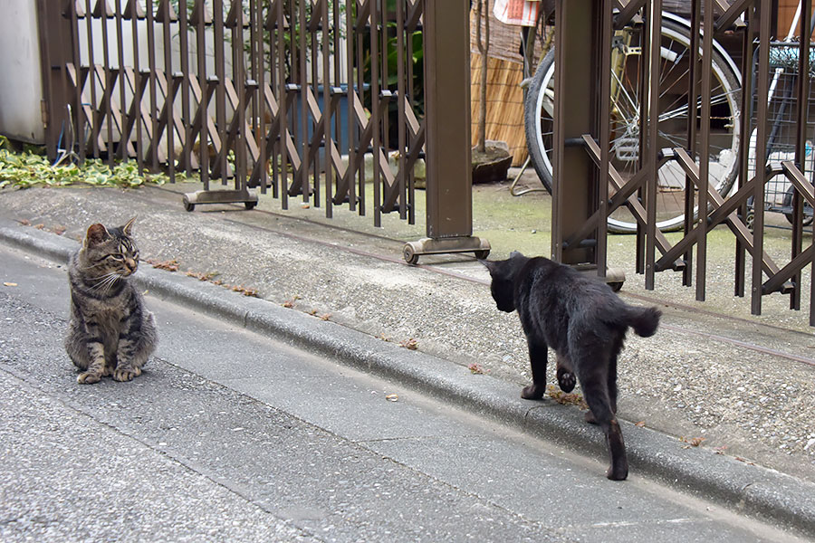 街のねこたち