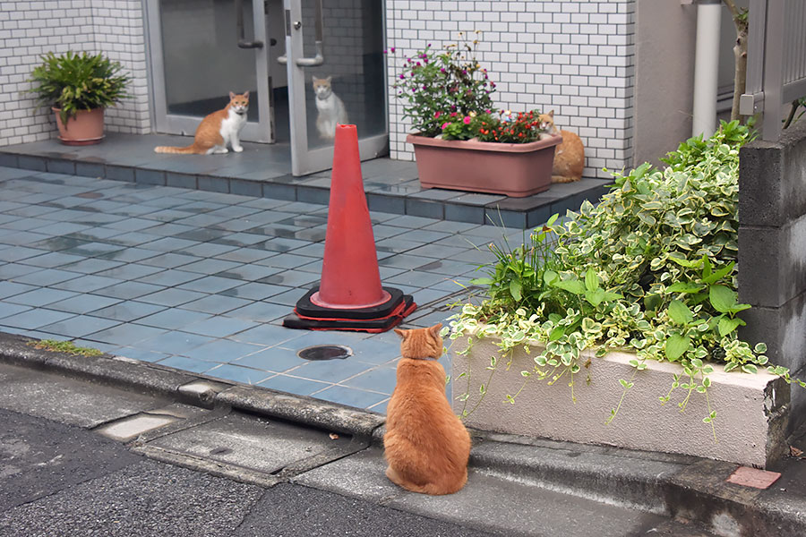 街のねこたち