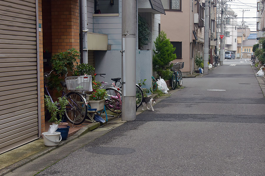 街のねこたち