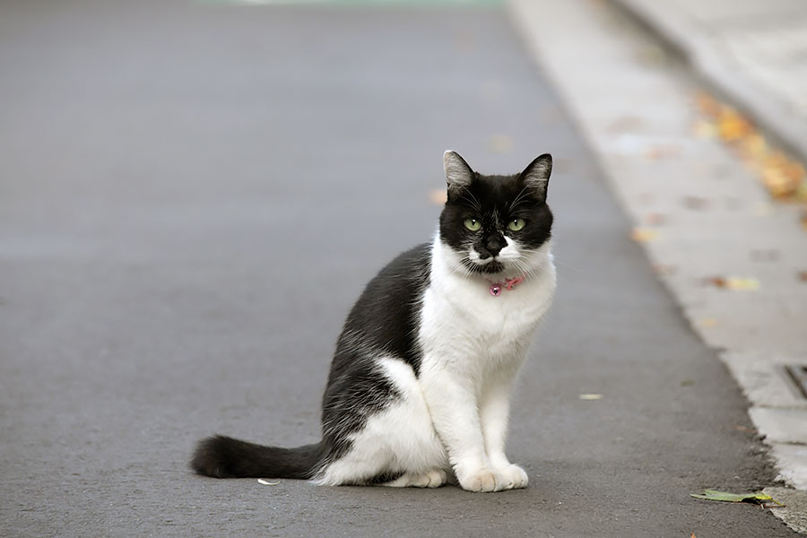 街のねこたち