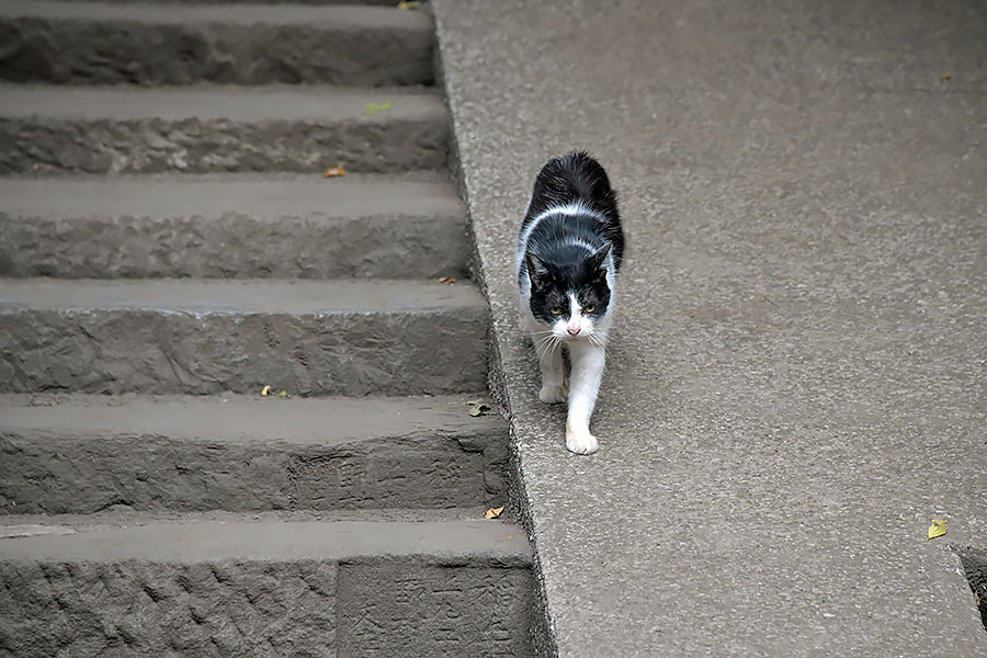 街のねこたち